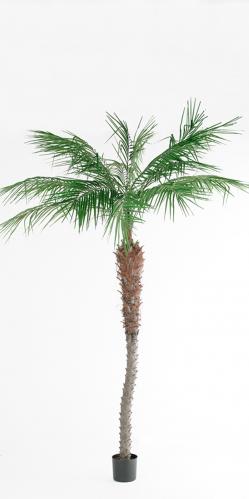 Phoenix Palm - 210 cm - www.frokenfraken.se