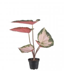Rexbegonia - Flerfärgad - 35 cm - www.frokenfraken.se