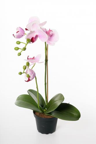 Phalaenopsis - Lila - 45 cm - www.frokenfraken.se