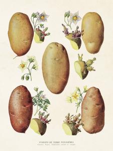 Poster - Vintage - Potatis - 18 x 24 cm - www.frokenfraken.se