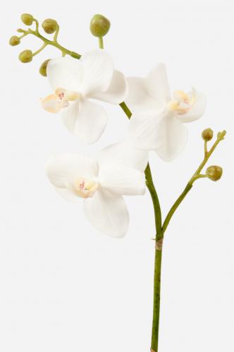 Phalaenopsis - Vit - 55 cm - www.frokenfraken.se