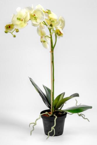 Phalaenopsis - Vit/Grn - 60 cm - www.frokenfraken.se