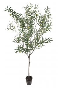 Olivträd - 230 cm - www.frokenfraken.se