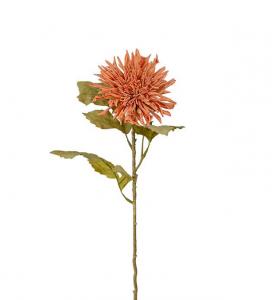 Chrysanthemum - Rosa - 60 cm - www.frokenfraken.se