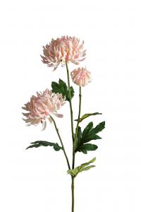 Chrysanthemum - Rosa - 60 cm - www.frokenfraken.se