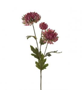 Chrysanthemum - Rosa - 60 cm - www.frokenfraken.se