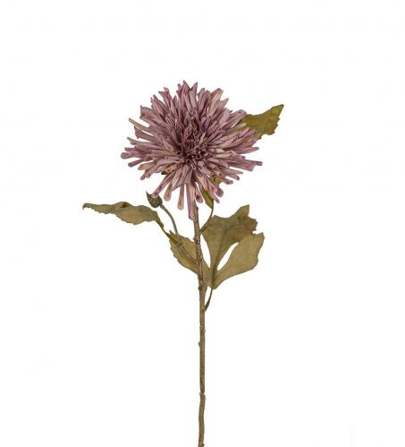 Chrysanthemum - Lila - 60 cm - www.frokenfraken.se