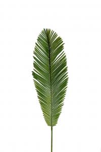 Cycas - Grön - 70 cm - www.frokenfraken.se