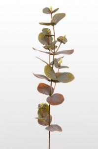 Eucalyptus - 40 cm - www.frokenfraken.se