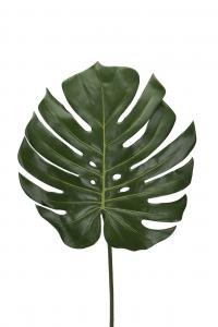 Monstera blad - - 60 cm - www.frokenfraken.se
