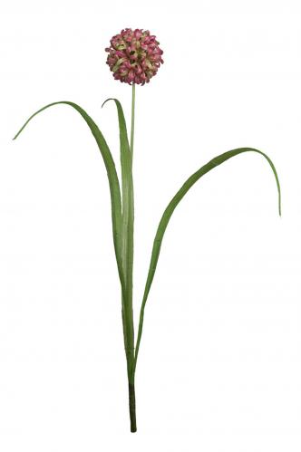 Allium - Lila - 40 cm - www.frokenfraken.se
