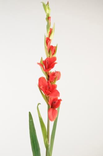Gladiolus - Rd - 100 cm - www.frokenfraken.se