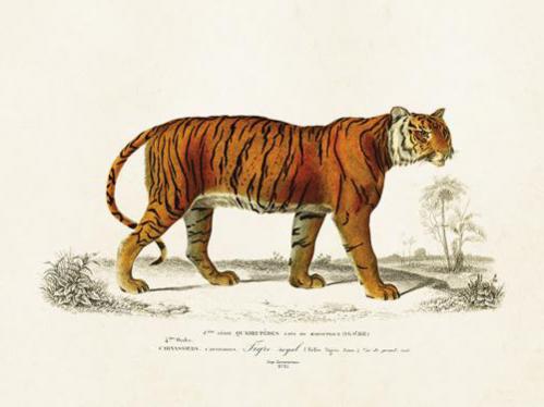 Poster - Vintage - Tiger - 18 x 24 cm - www.frokenfraken.se