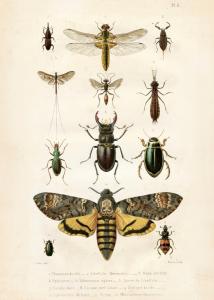 Poster - Vintage - Insekter - 50 x 70 cm - www.frokenfraken.se