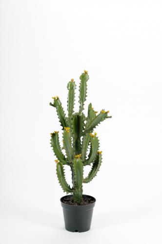 Kaktus - Grn - 70 cm - www.frokenfraken.se