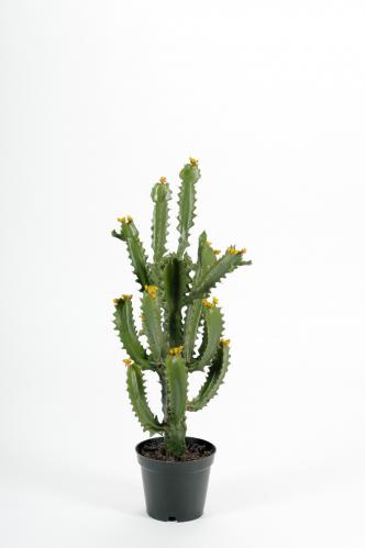 Kaktus - Grön - 70 cm - www.frokenfraken.se