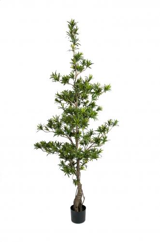 Podocarpus - - 180 cm - www.frokenfraken.se