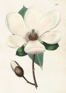 Poster - Magnolia - 50 x 70 cm - www.frokenfraken.se