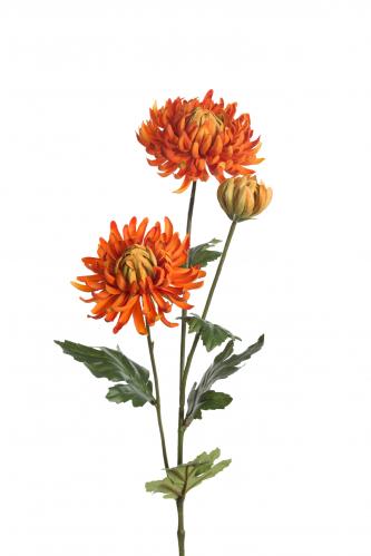 Chrysanthemum - www.frokenfraken.se