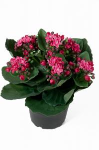 Kalanchoe - Lila - 20 cm - www.frokenfraken.se