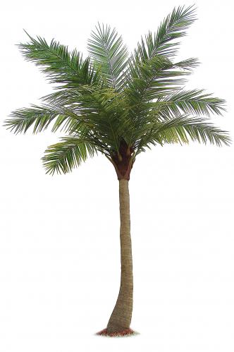 Palm 6 m - - 600 cm - www.frokenfraken.se