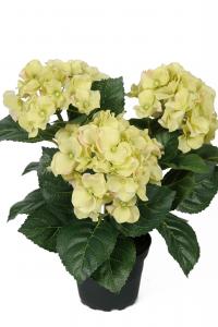 Hortensia - Grön - 30 cm - www.frokenfraken.se
