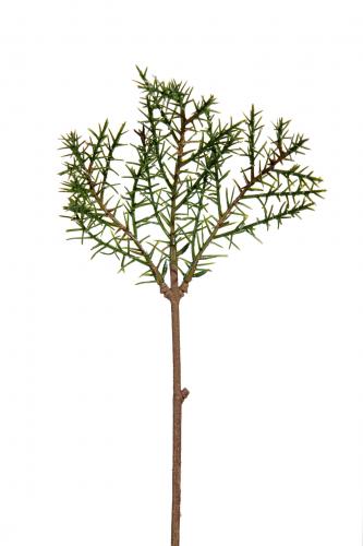 Barrkvist - Grön - 30 cm - www.frokenfraken.se