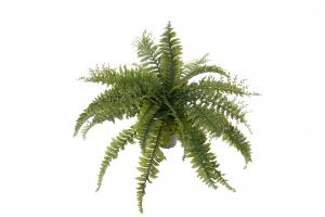 Ormbunke - Grön - 45 cm - www.frokenfraken.se