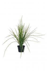 Gräs - Grön - 40 cm - www.frokenfraken.se