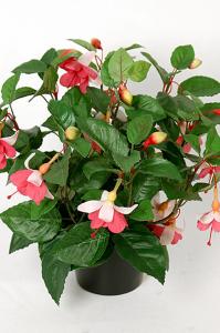 Fuchsia - Rosa - 30 cm - www.frokenfraken.se