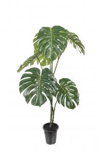 Monstera - 120 cm - www.frokenfraken.se