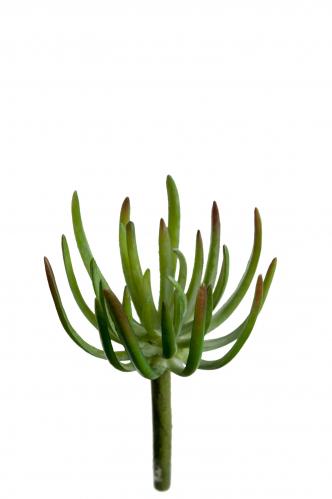 Succulent - Grn - 18 cm - www.frokenfraken.se