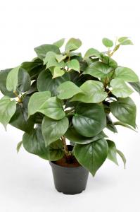Philodendron - Grön - 35 cm - www.frokenfraken.se