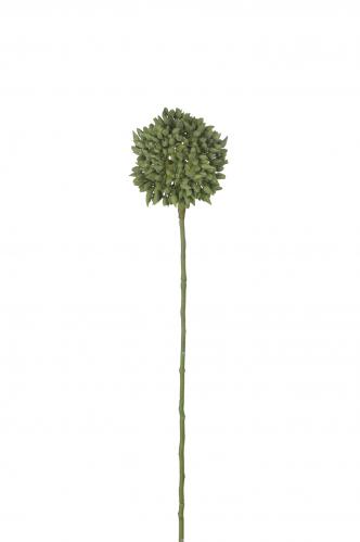 Allium - Grn - 45 cm - www.frokenfraken.se