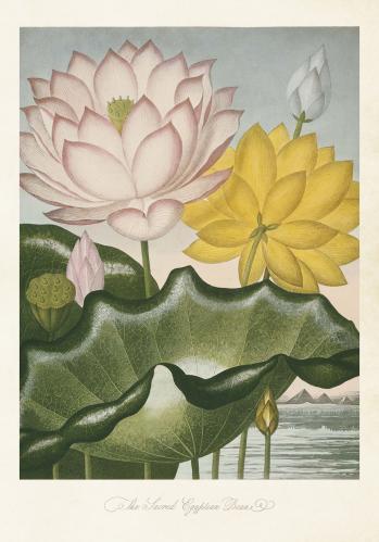 Poster - Vintage - Indisk lotus - 35 x 50 cm - www.frokenfraken.se