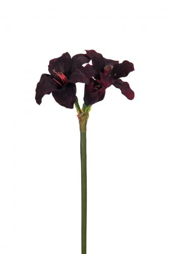 Amaryllis - Röd - 35 cm - www.frokenfraken.se
