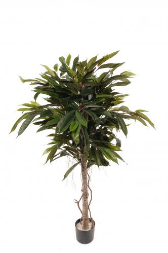 Longifolia - 150 cm - www.frokenfraken.se