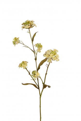 Blomster Iberis - Grn - 60 cm - www.frokenfraken.se
