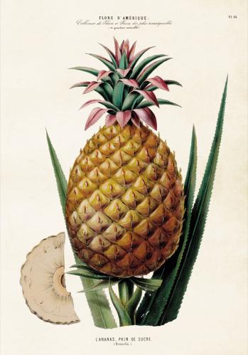 Poster - Vintage - Ananas - 35x50 cm - www.frokenfraken.se