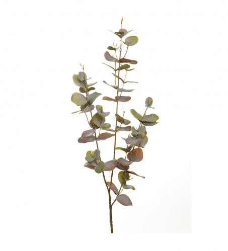 Eucalyptus - 70 cm - www.frokenfraken.se