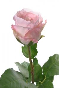Ros - Ljusrosa långskaftad sidenros - 65 cm - www.frokenfraken.se