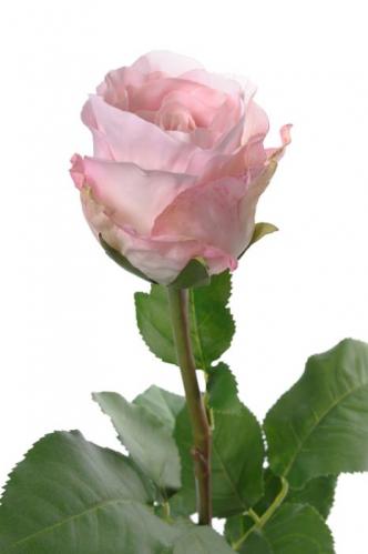 Ros - Ljusrosa långskaftad sidenros - 65 cm - www.frokenfraken.se