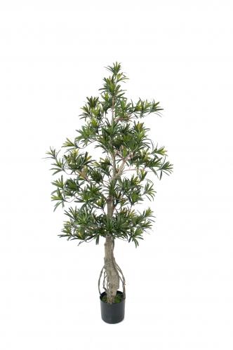 Podocarpus - 110 cm - www.frokenfraken.se