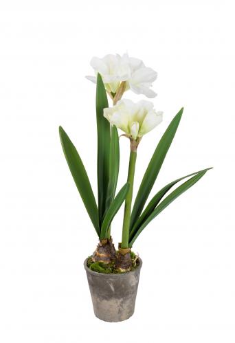 Amaryllis - Vit - 90 cm - www.frokenfraken.se