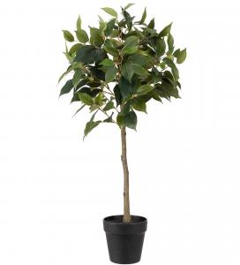 Fikus Benjamin - Grön - 75 cm - www.frokenfraken.se