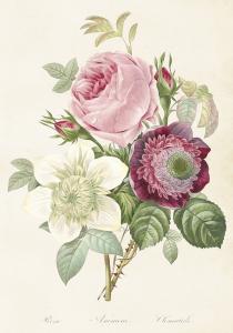 Poster - Vintage - Ros - Anemon - Klematis - 35 x 50 cm - www.frokenfraken.se