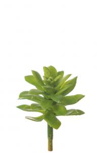 Echeveria - Grön - 6 cm - www.frokenfraken.se
