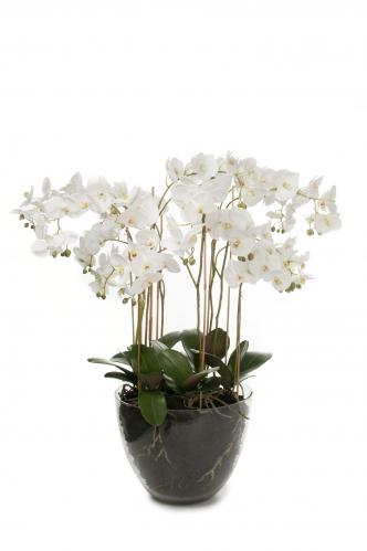 Phalaenopsis - Vit - 90 cm - www.frokenfraken.se