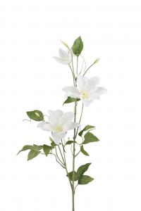 Clematis - Vit - 85 cm - www.frokenfraken.se