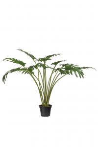 Philodendron - Grön - 65 cm - www.frokenfraken.se